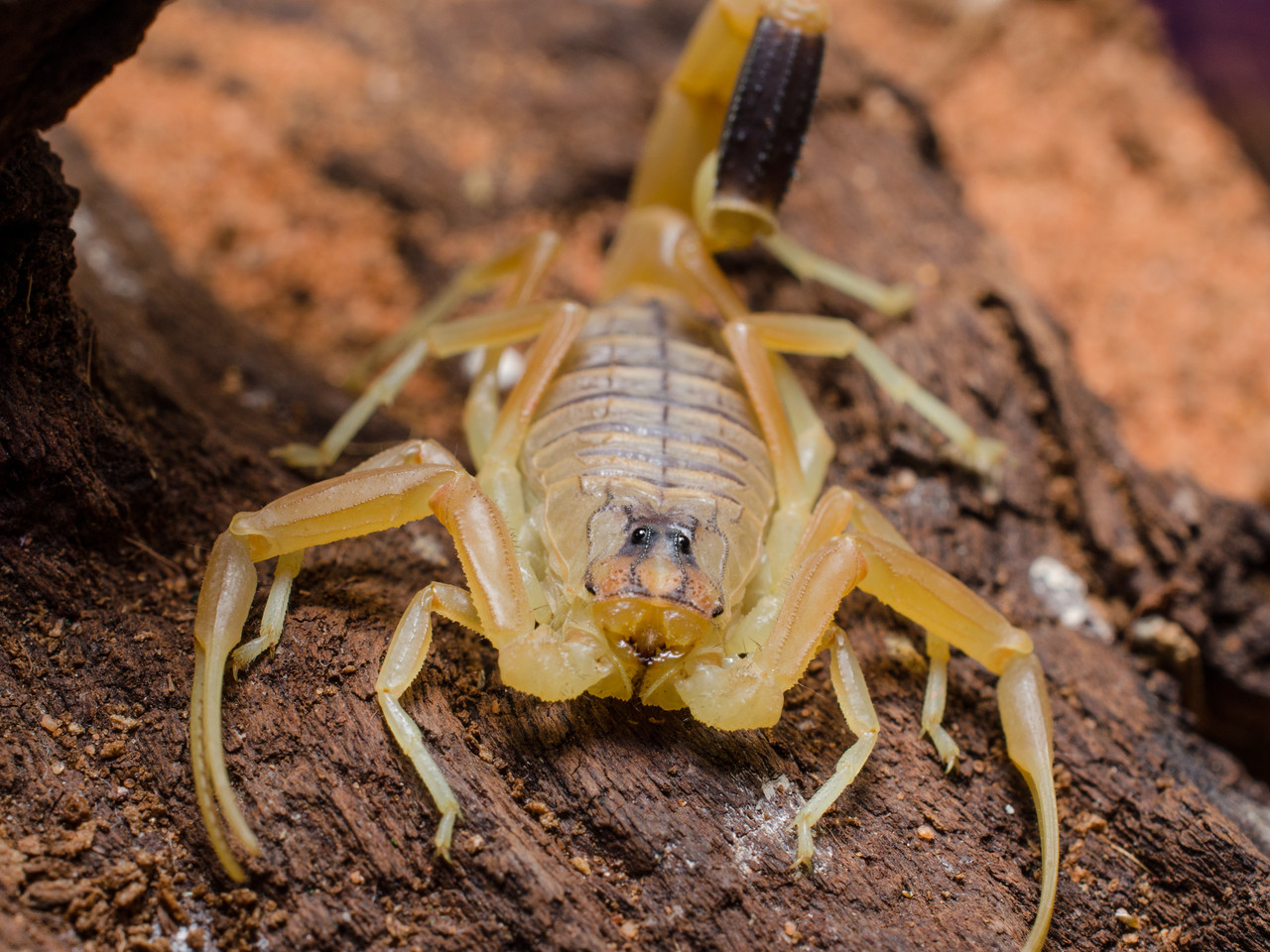 Most Poisonous Animals - Deathstalker Scorpion