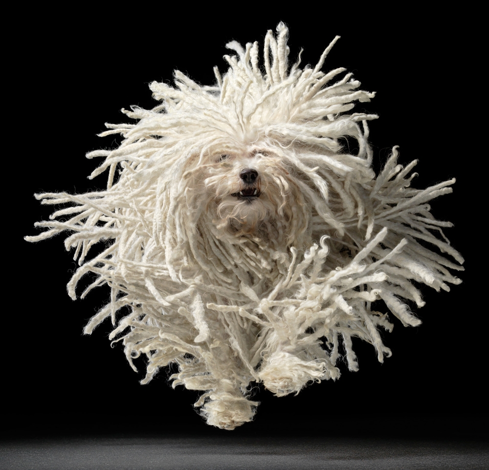 Tim Flach - Ridiculous Dog