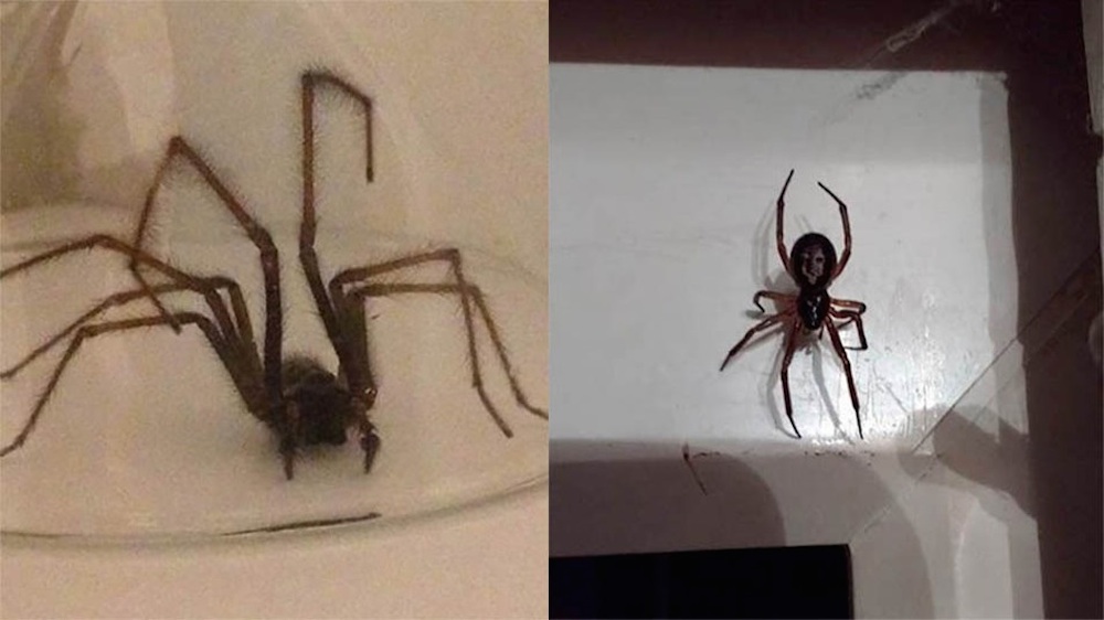 These Terrifying Looking Spiders Are Invading Homes And Attacking ...