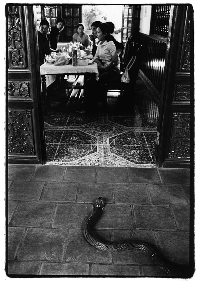 Vietnam Hanoi A snake is presented to a group of customers at a restaurant who have selected it for their lunch. Its heart, blood and bile will be removed and consumed, in the belief that it will increase sexual libido. 2003