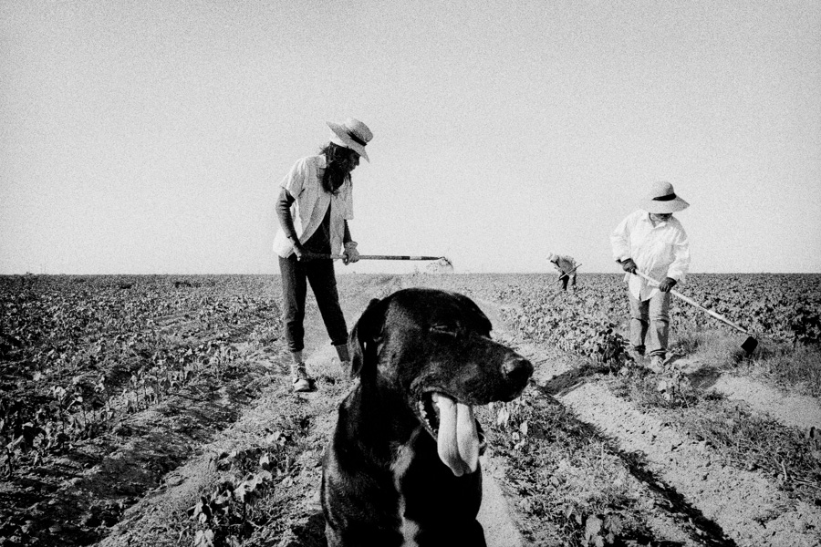 Matt Black Kingdom Of Dust - Weeding Cotton