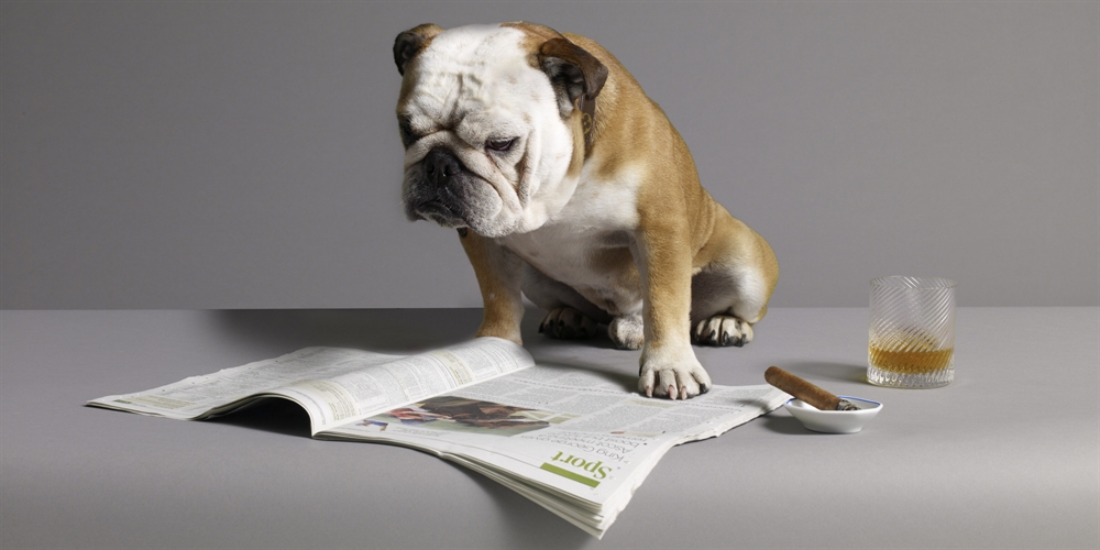 Time To Grow Up - Dog Reading Newspaper