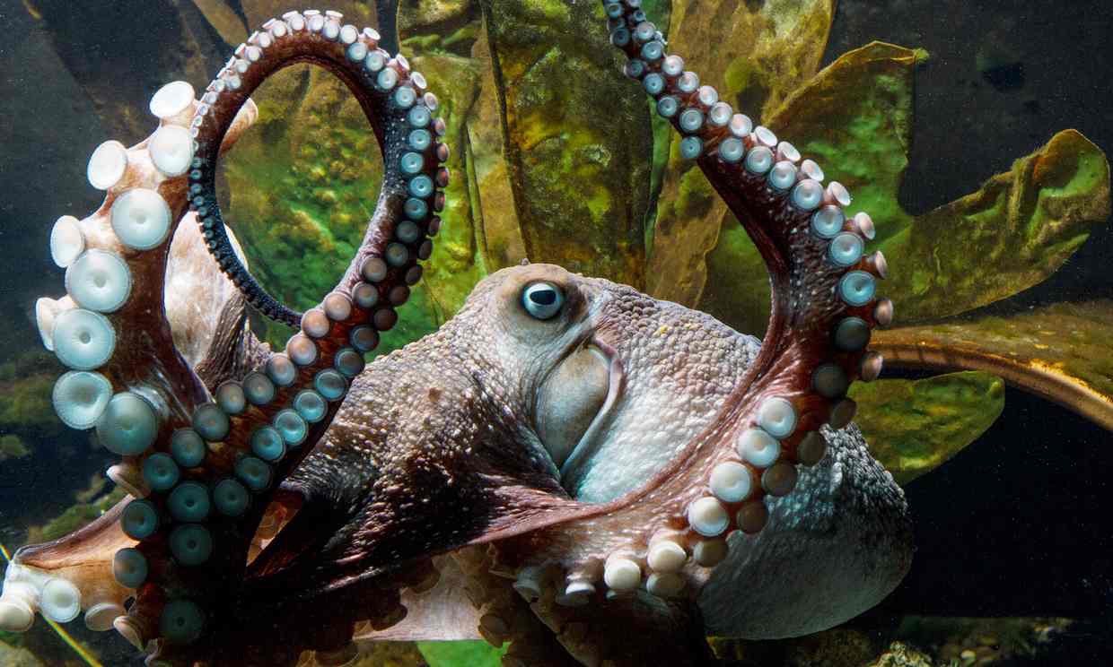 Badboy Octopus Escapes From Tank In New Zealand's National Aquarium 