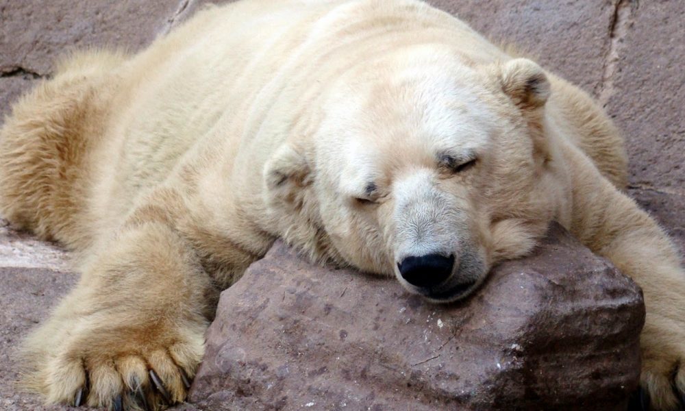 The World’s Loneliest Polar Bear Just Died At The Age Of 30 – Sick Chirpse