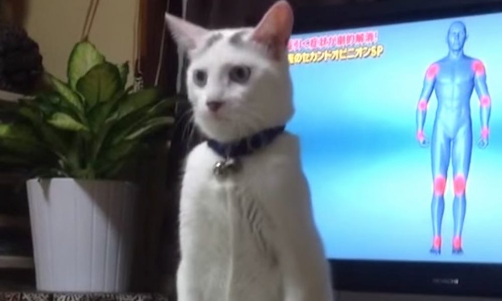 This Cat Walking Like A Human Is Unbelievably Creepy