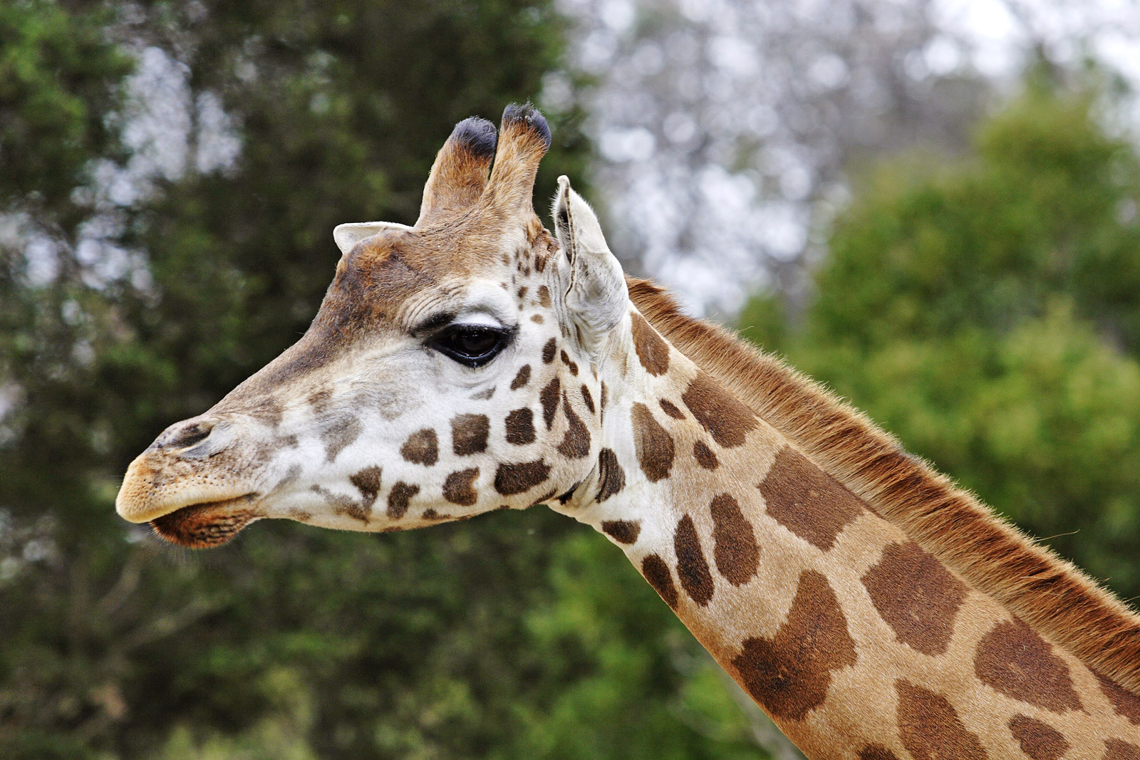 Completely Messed Up Video Shows Saudi Men On Safari Killing And