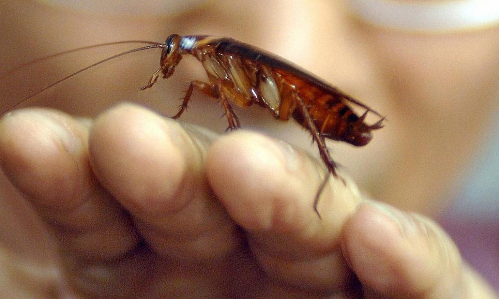 inflatable cockroach