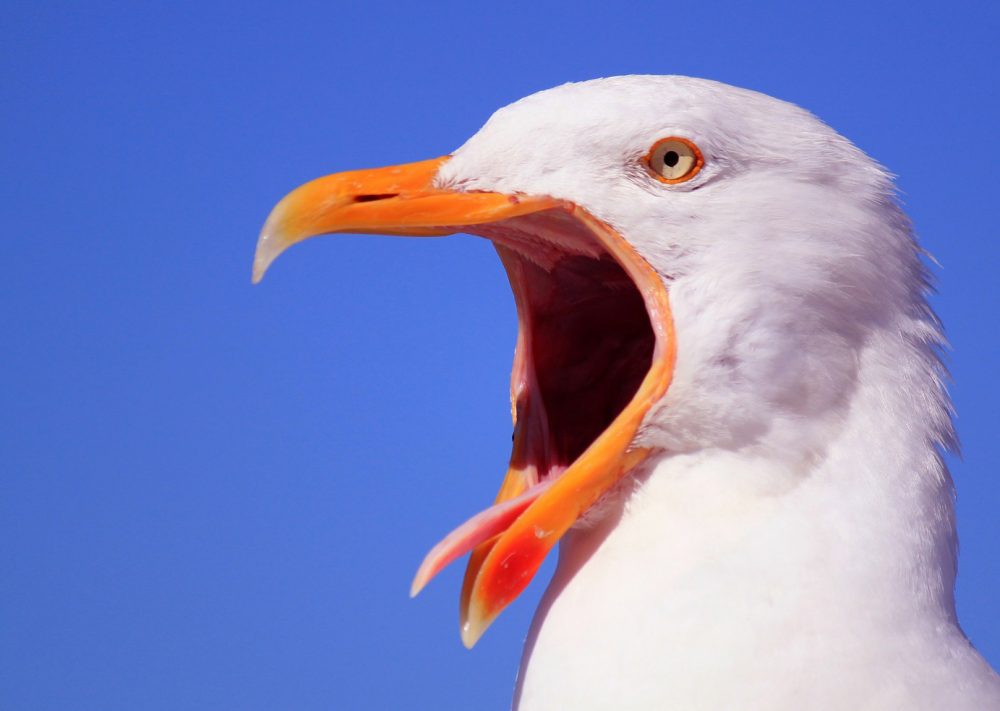 A Gang Of Aggy Seagulls Held A Woman Hostage For Three Days 7109