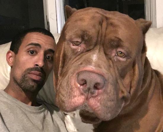 Wait Until You See The Size Of This Pitbull’s Kids Sick Chirpse