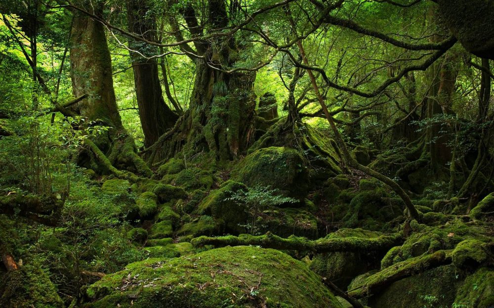 This Is The Dark Side Of Aokigahara Forest AKA The Suicide Hotspot Of ...