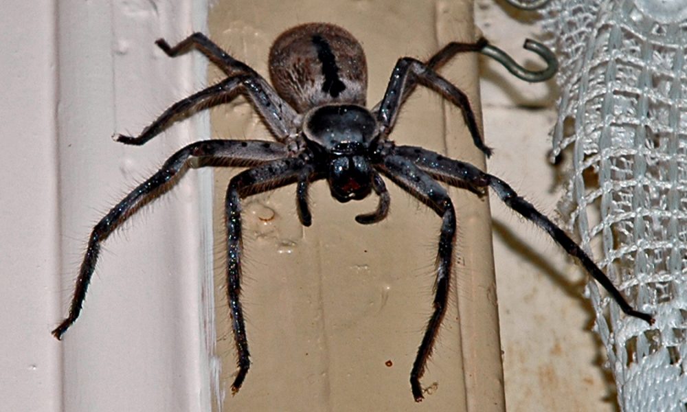 Are clock spiders in the UK?