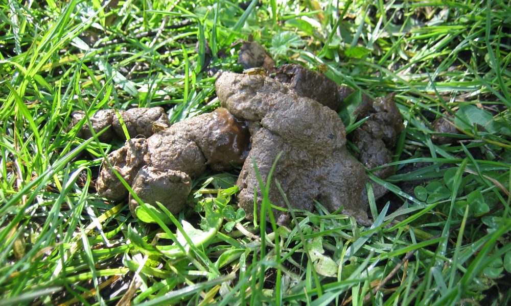 Woman Fined £860 For Leaving Dog Turds All Over Her Back Garden – Sick ...