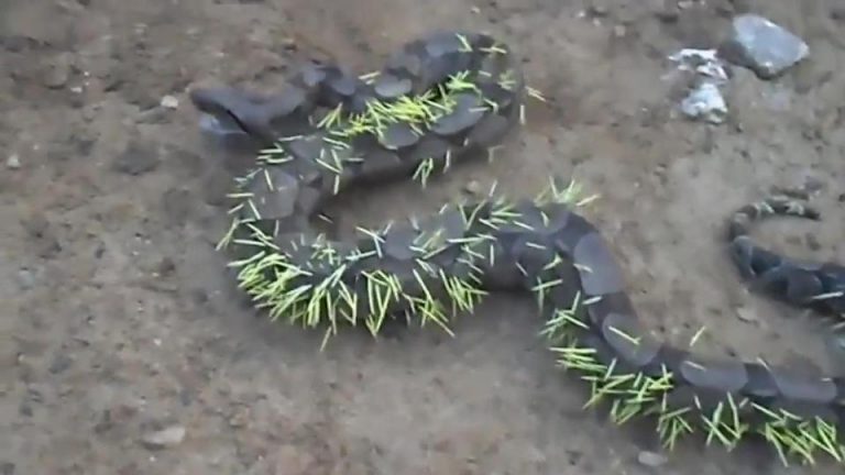 Snake Eats Entire Porcupine; Instantly Regrets It (VIDEO) – Sick Chirpse