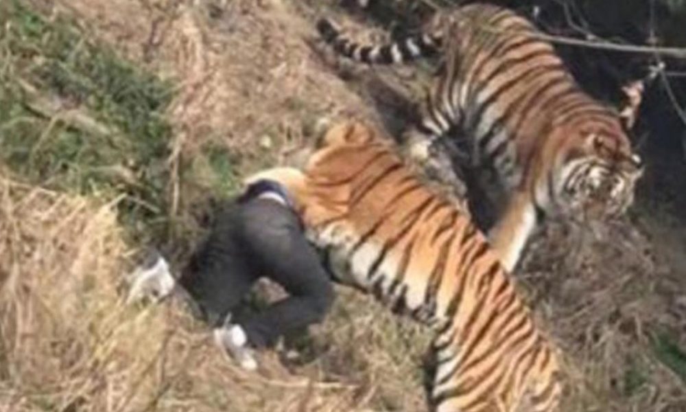 tiger mauled death enclosure sick