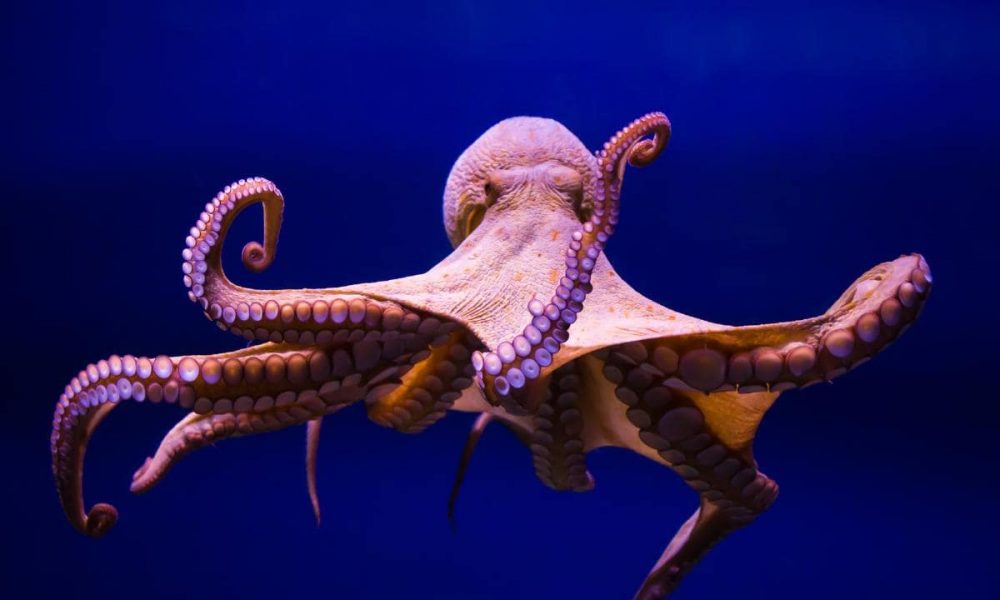 Scientists Discover That Octopuses Become More Friendly When Given MDMA