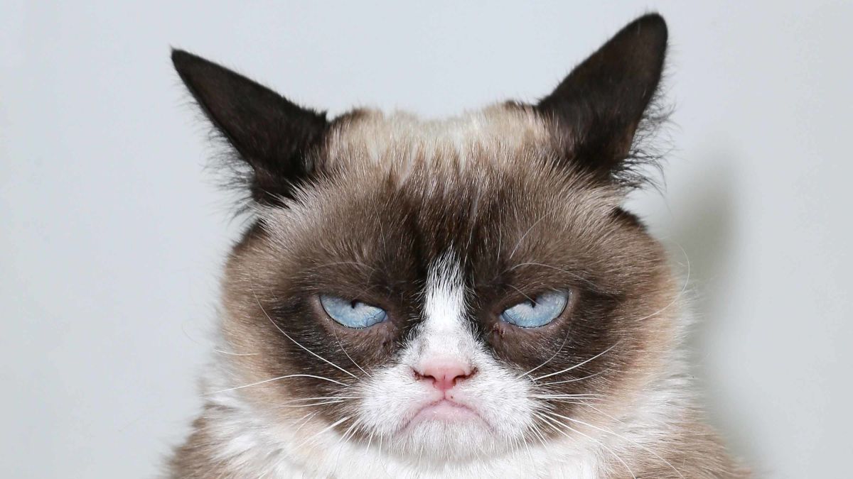 The Grumpy Cat Has Died Age 7