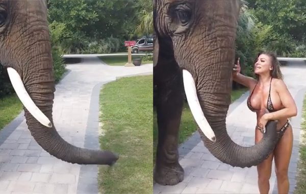 Instagram Model Gets Ruthlessly Molested By Elephant On ...