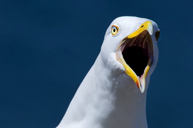 The Public Are Being Warned About Aggressive Seagulls In The Upcoming ...