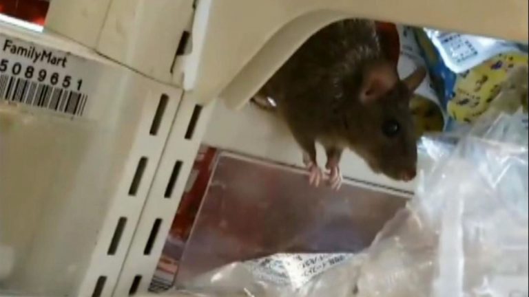 Japanese Food Store Closes After Video Of Rats Browsing Shelves Goes Viral