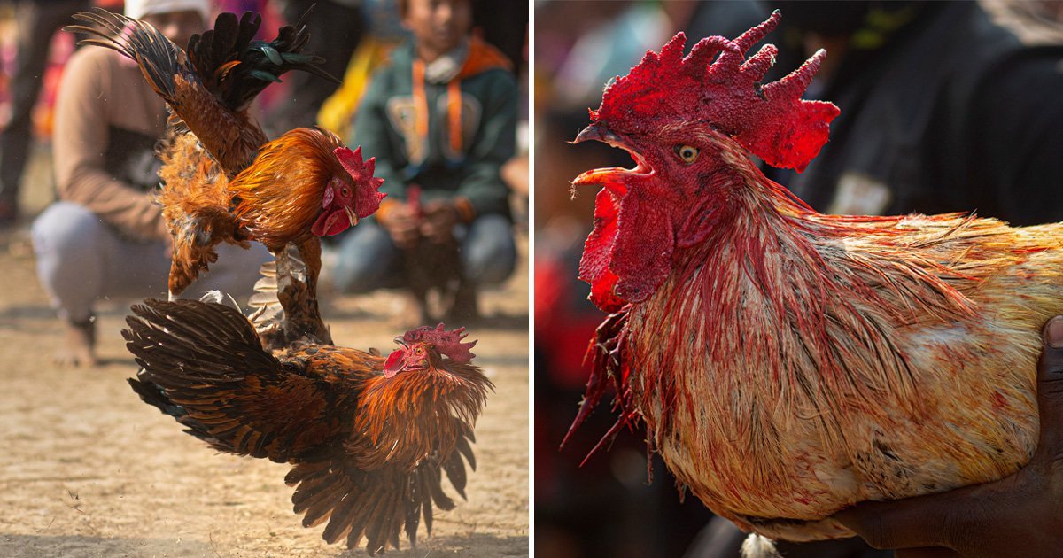 Indian Man Dies After Rooster Slashes Him With A Razor During Illegal 