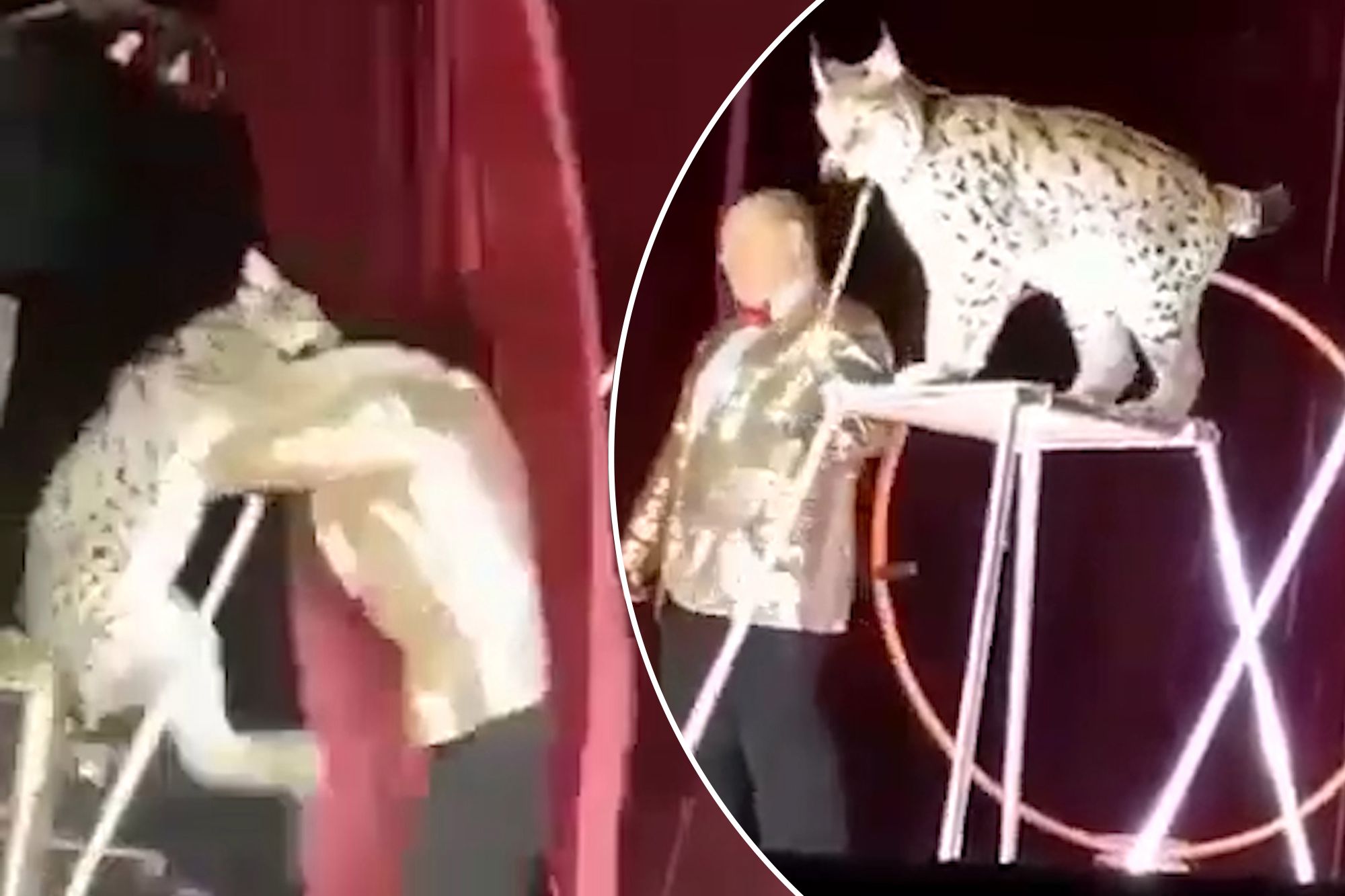 Lynx Attacks Circus Trainer After Being Aggressively Yanked Off Chair