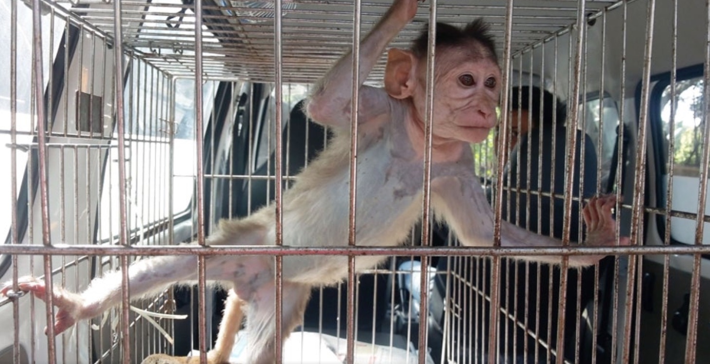 An Alcoholic Monkey Went Looking For Booze And Injured 250 People And ...