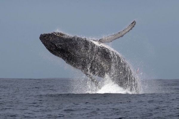 A Whale Watcher Captured A One In A Million Shot Of A 10 Foot Whale Penis