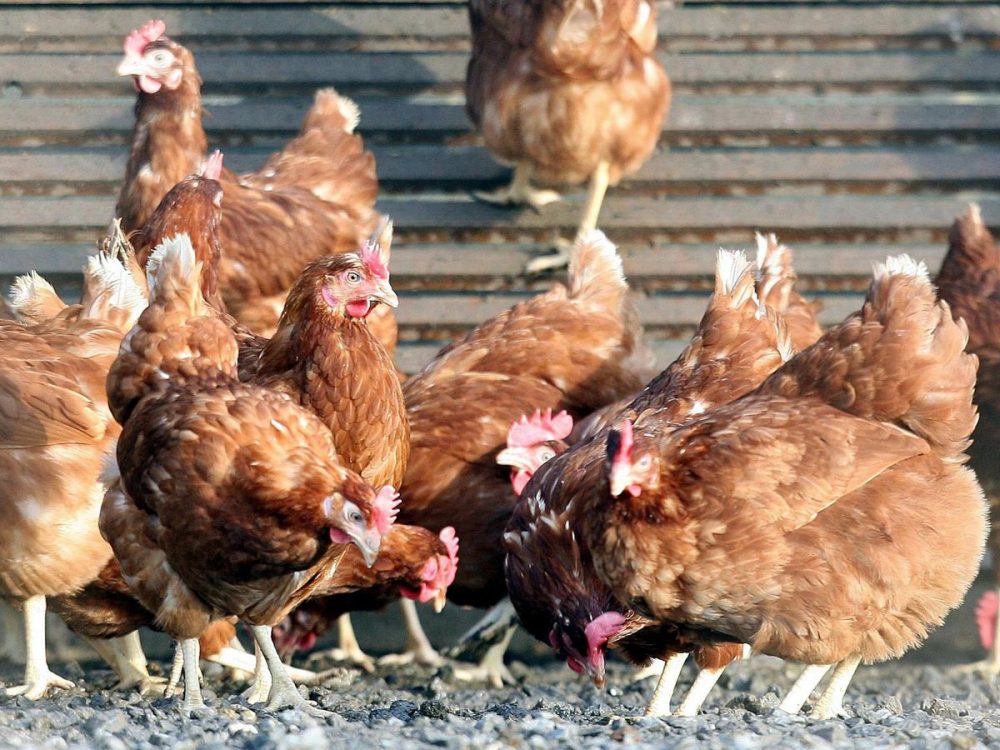 A Man Has Plead Guilty To Having Sex With Chickens Whilst His Wife