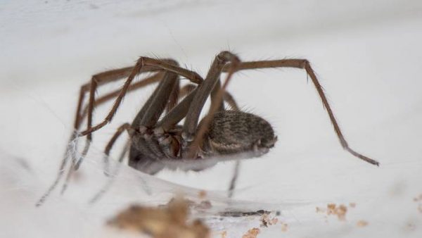 Sex Crazed Giant Spiders As Big As Your Hands Are Invading Uk Homes 