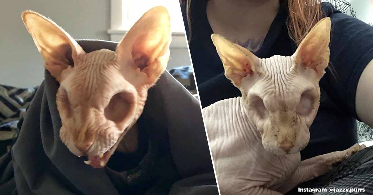 People Can't Decide Whether This Hairless Cat That Lost Its Eyes Is