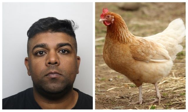 Chicken Fuck Porn - Man Killed His Pet Chickens By Having Sex With Them As His Wife Filmed â€“  Sick Chirpse