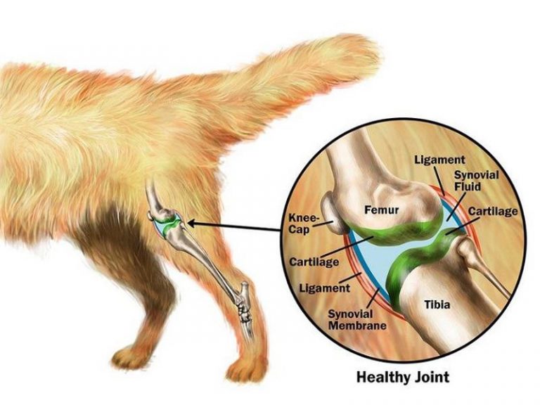 what-you-need-to-know-about-hip-and-joint-health-for-dogs-sick-chirpse