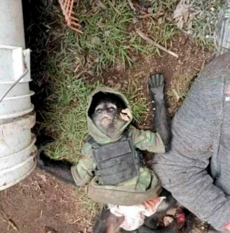 A Drug-Dealing Monkey In A Bulletproof Vest Was Killed In A Cartel Shootout