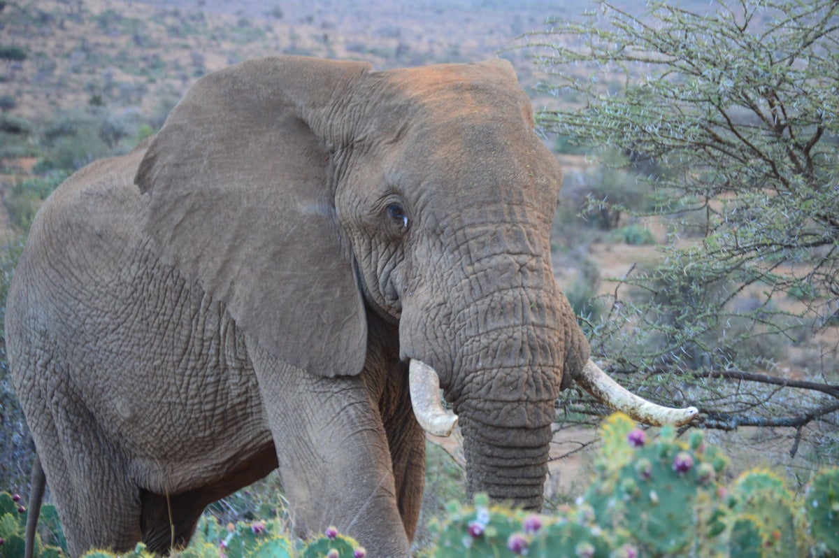 Elephant Kills Woman And Then Goes To Funeral And Tramples On Corpse